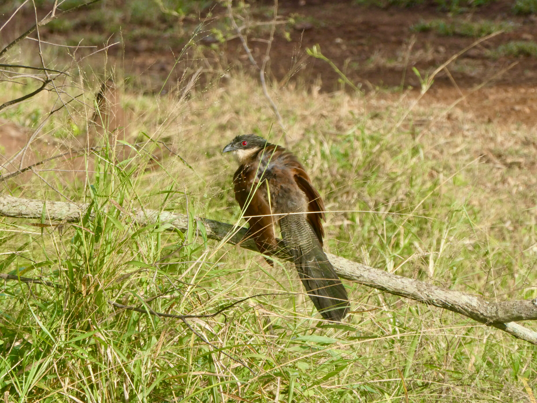 Burchell's Coucal (a Cuckoo)